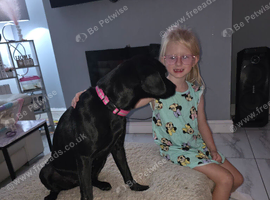 Patterdale/Lab