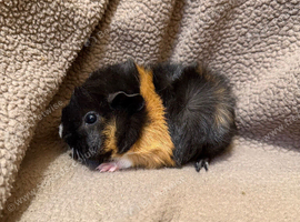 baby boy guinea pigs