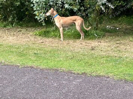 Saluki grey