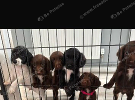 Beautiful springer spaniel pups looking for forever homes