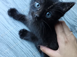 Lovely sweet boy kitten 6 weeks
