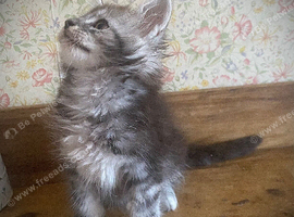Full Maine Coon Russian Bred Male Kittens