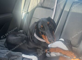 Female Doberman puppy