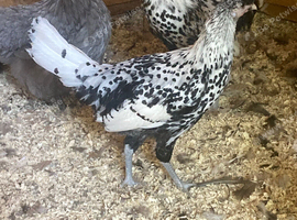Silver Appenzeller Spitzhauben for sale