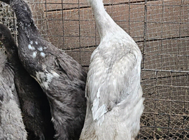 Indian Runner Ducks
