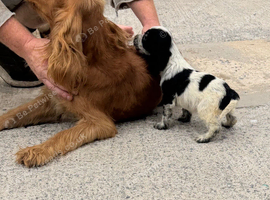 Cocker spaniel puppies
