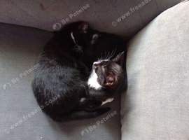 Black and white paw kittens
