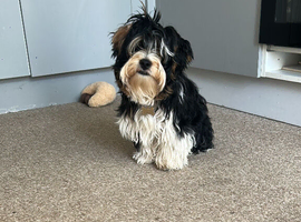 8 month old Biewer terrier