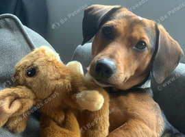 Dachshund cross Jack Russell for loving new home