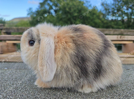 Various Mini Lop Youngsters