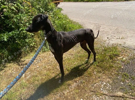Lurchers  pups looking  for forever homes