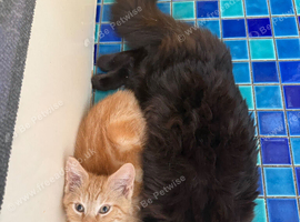 Ginger Maine coon x male