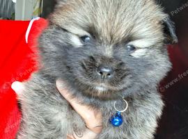 3 gorgeous pomeranian pups 4wks old