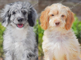 5* licensed breeder two beautiful girls! Ready now!