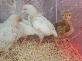 Leghorn Chicks for Sale &ndash; Bridgwater
