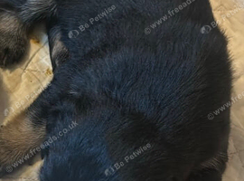 Mixed Breed puppies for sale