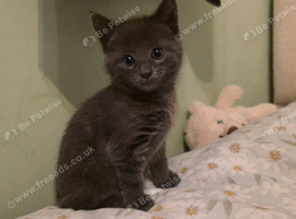 Kittens
