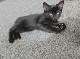 kittens ready now!