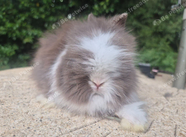 Stunning Teddydwerg babies for sale- parents imported