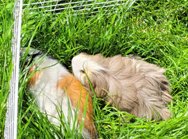 2 bonded male guinea pigs