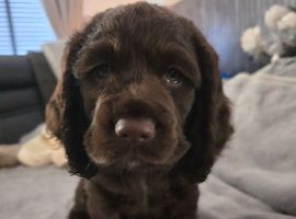 KC Registered Working Cocker Spaniel Puppy