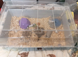 3 female mice with cage satin ,roam and blue