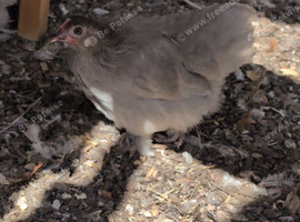 Lavender pekin trio