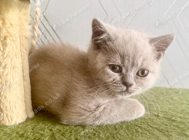 British Shorthair Kittens