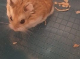 male russian dwarf hamster