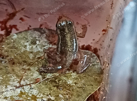 14 phantasmal dart frog froglets available