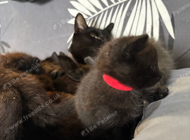5 black beauties