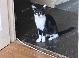 Black and white cat