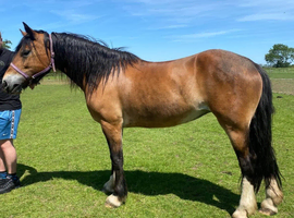 15h registered bay Welsh d 11 years old breeding recorded