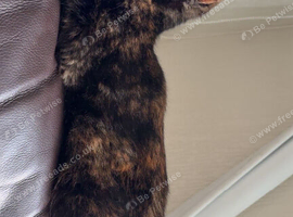 Female torti cat