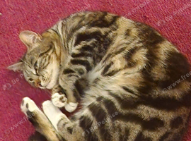 Female bengal for stud