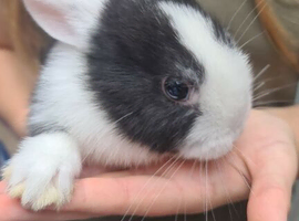 3 female Dutch cross