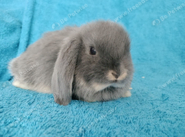 Selection of mini lop babies available