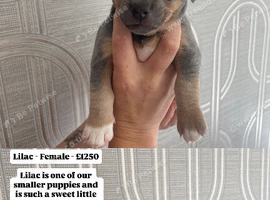 Jack Russell Puppies Looking for Their Forever Home