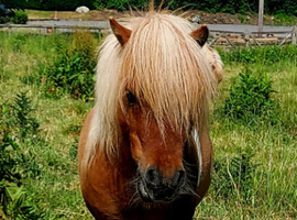 Shetland stallion at stud