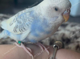 Beautiful tame budgies