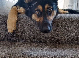 10 month husky/shepherd cross