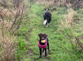 dog walker