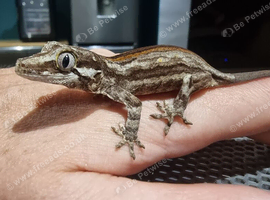 Gargoyle Geckos