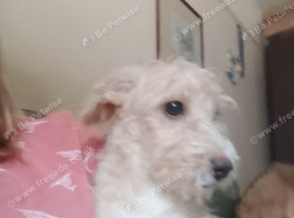 Urgent!! LAST PUP Fully vaccinated Cockapoo x Jack Russell