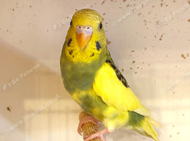 Quality Baby budgies for sale