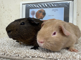 Bonded pair of boars