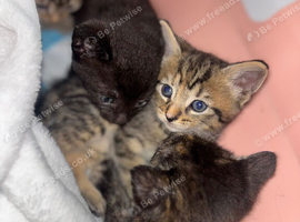 Beautiful striped tabby girl