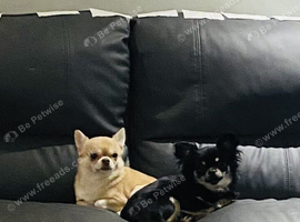 Two stunning chihuahuas