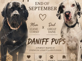 Daniff Puppies due. Great Dane x Mastiff
