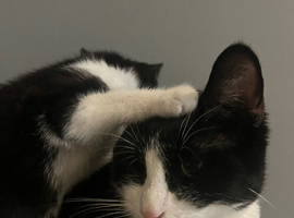 Beautiful Tuxedo Kittens